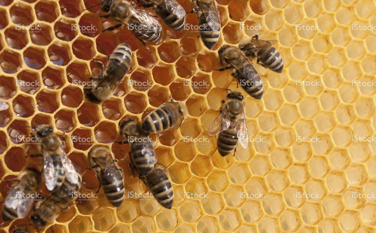 stock-photo-10879448-bees